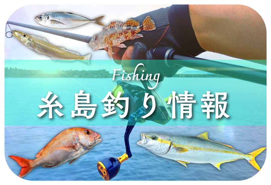 糸島釣り情報