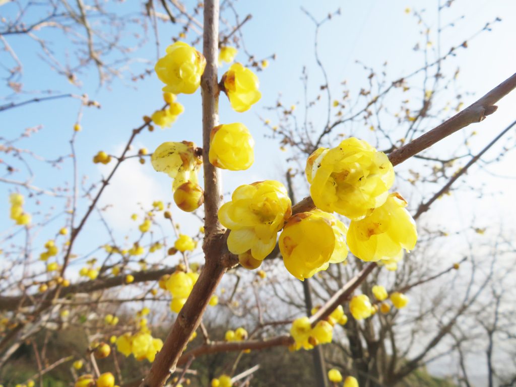 小さな黄色い花を咲かせるロウバイ
