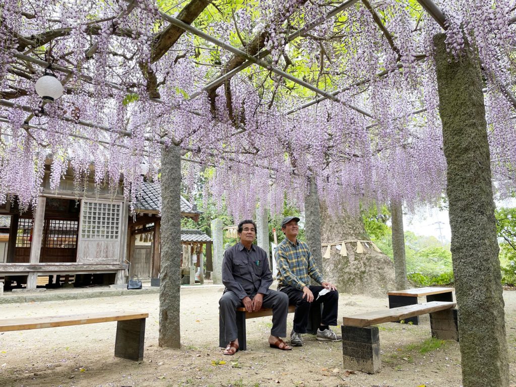 六所神社で藤の花が満開に